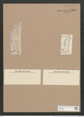 Amphora mexicana A. Schm. (de-Toni-Nr.: Genus 36, Species 1662) Zeichnungen Sammlung Grunow Nr. 3181 (NHMW-BOT-W0370625)